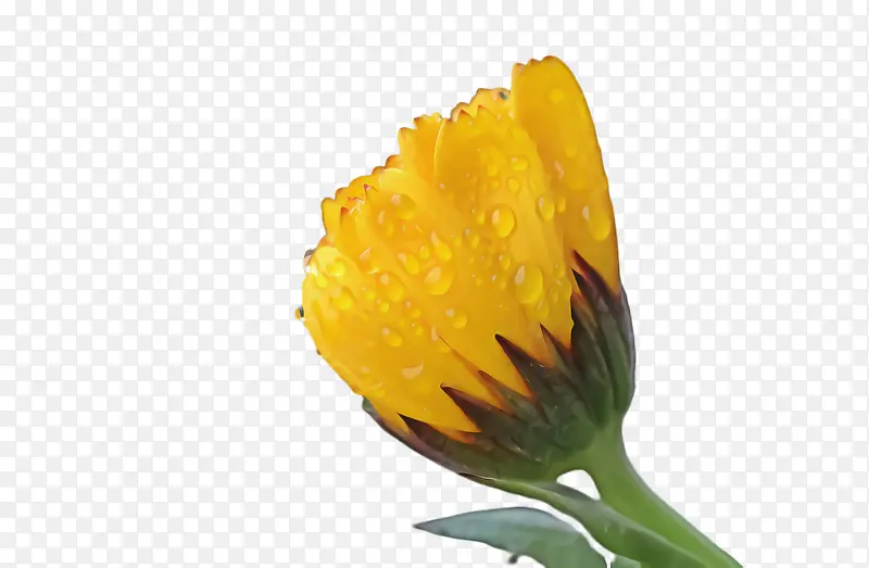 ���پ� ���� ��-������