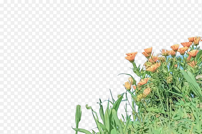 ���پ� ���� ��-������