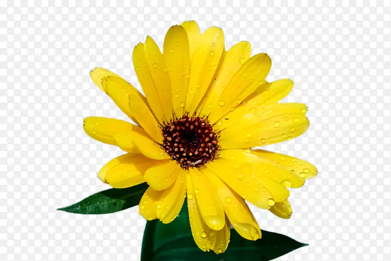 ���پ� ���� ����-������