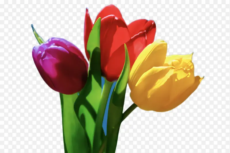 ������ �� ֲ��-������