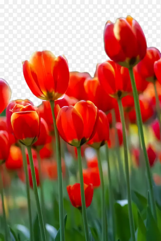 ������ �� ֲ��Ⱥ-������