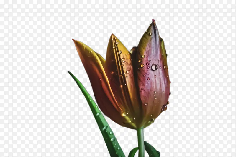 ������ �� ֲ��Ⱥ-������