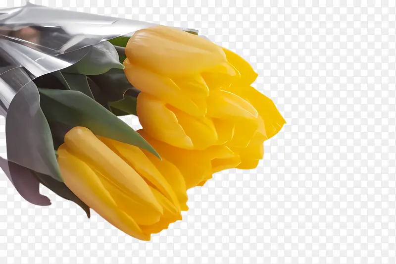 ������ ���� ֲ��-������