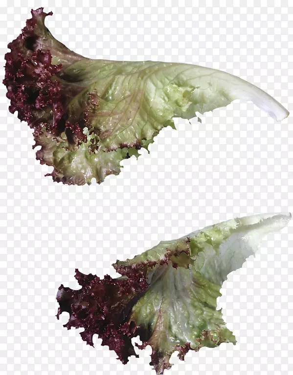 ����ɳ���߲˲��ͷ���-����-������