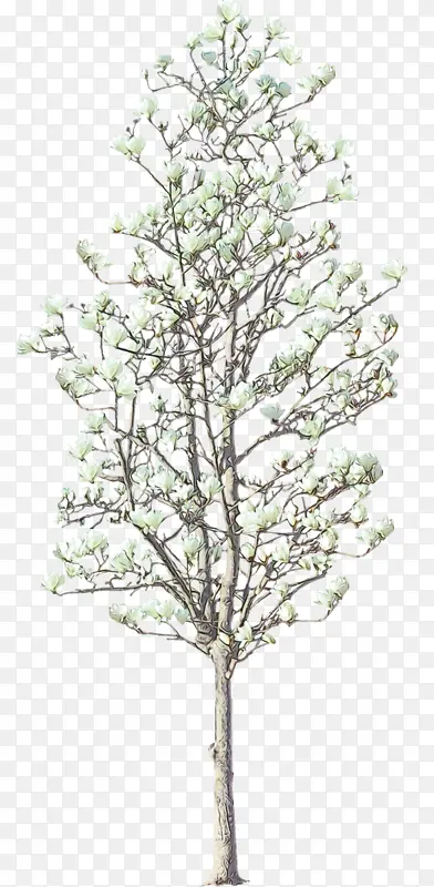 ��ľ ��֦ ��԰-������