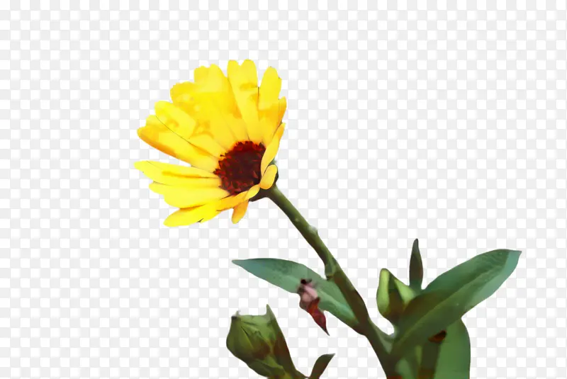 ���پ� ���� ��-������