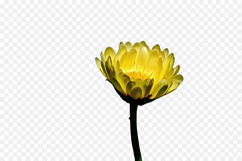 ���پ� ���� ֲ��-������