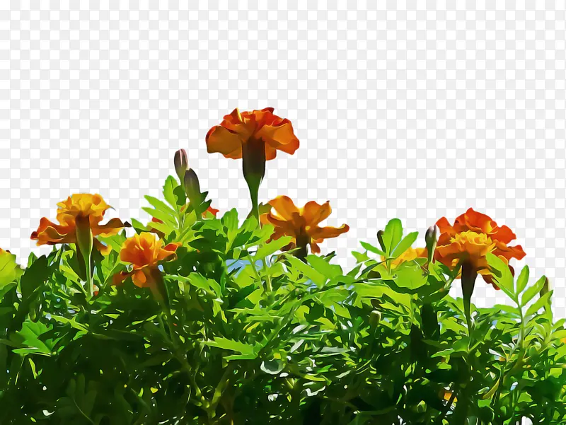 ���پ� ���� ��-������