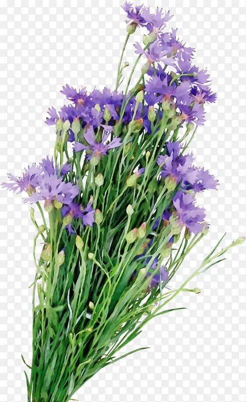 Ӣ��޹�²� ���� �������-������