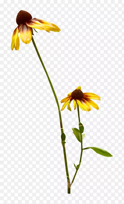 ���������������㻨��-�ƻ�-������