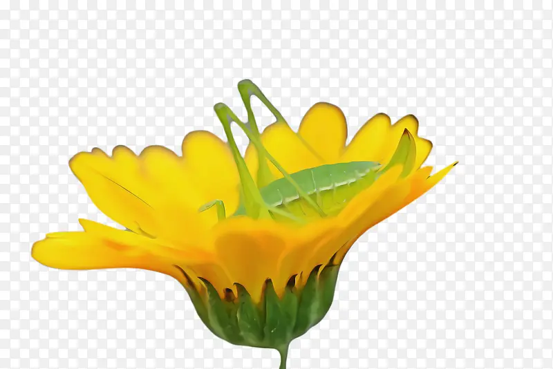 ���پ� ���� ֲ��-������