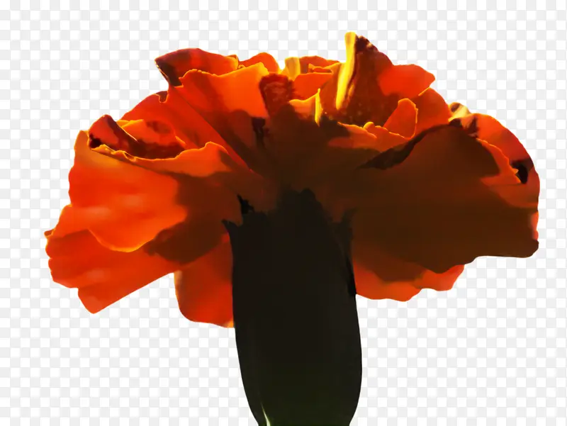 ���پ� ���� ����-������