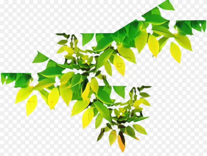 Ҷ�� ��֦ ����-������