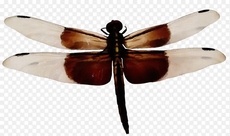 ˮ�ʻ� ���� ʪīˮ-������