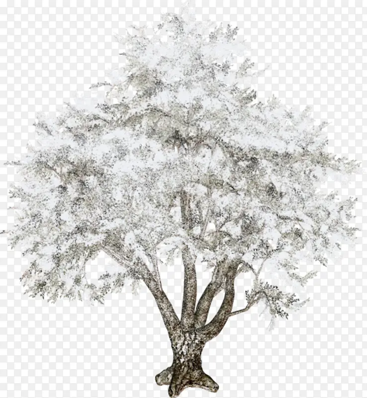 �� ��֦ ͼ��-������