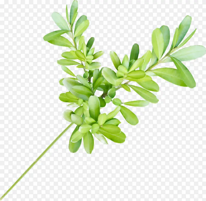 ˮ�ʻ� ��ͨ �滭-������