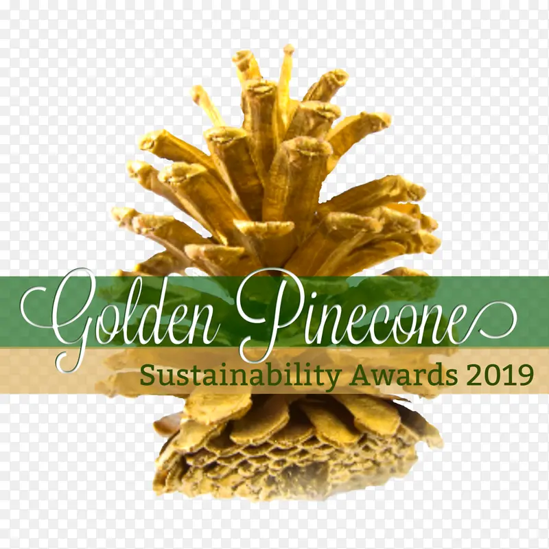 ��Ҷ��Բ׶�� ���� Բ׶��-������