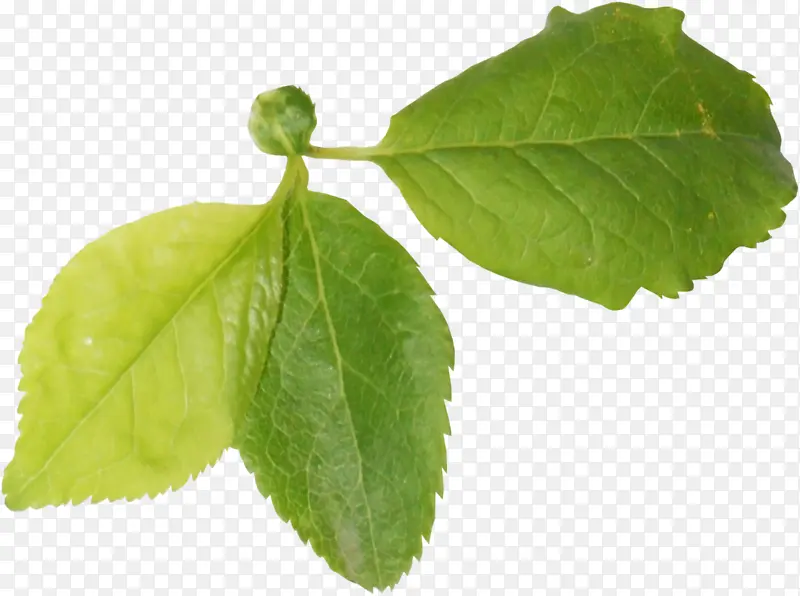 Ҷ�� ֲ�ﾥ ֲ��-������