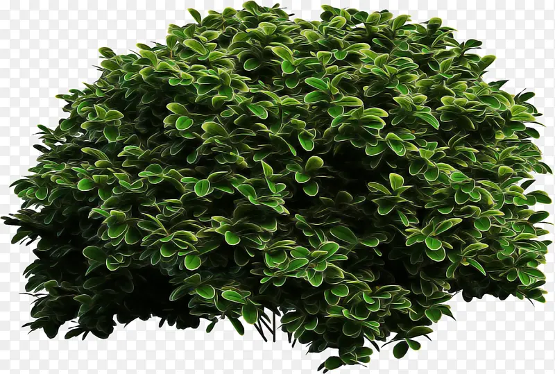 ��ľ ����ͩ ������ͩ-������