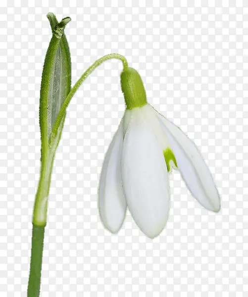 ѩ���� ֲ�� ֲ�ﾥ-������