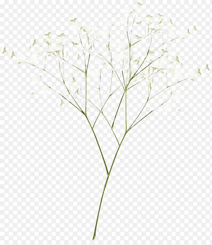 ��֦ ֲ�ﾥ ��-������