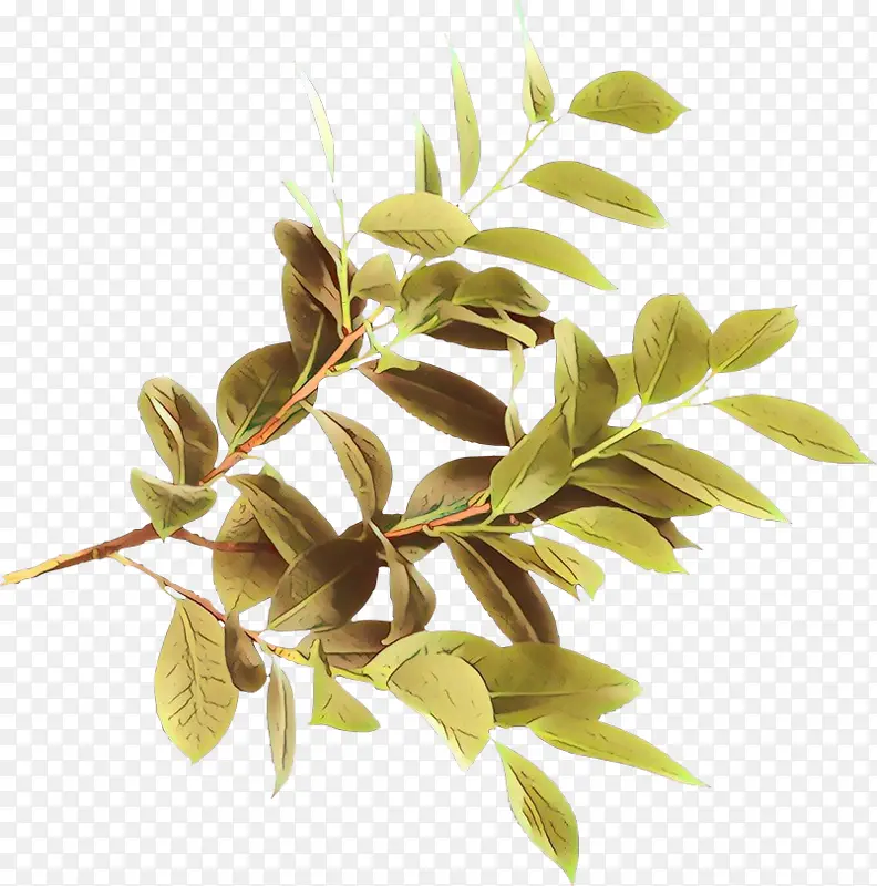 ��ͨ ��Ҷ ��֦-������