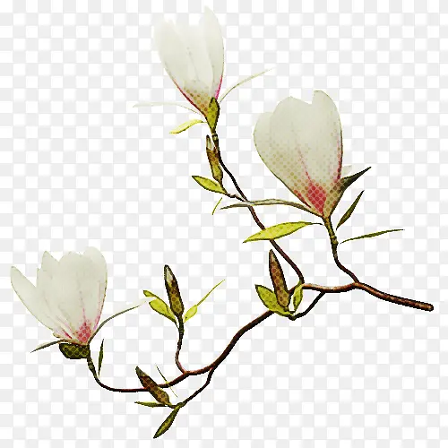 ֲ�ﾥ ֦ ѿ-������