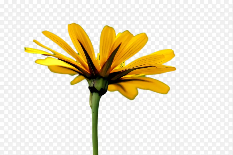 ���پ� ���� ��-������