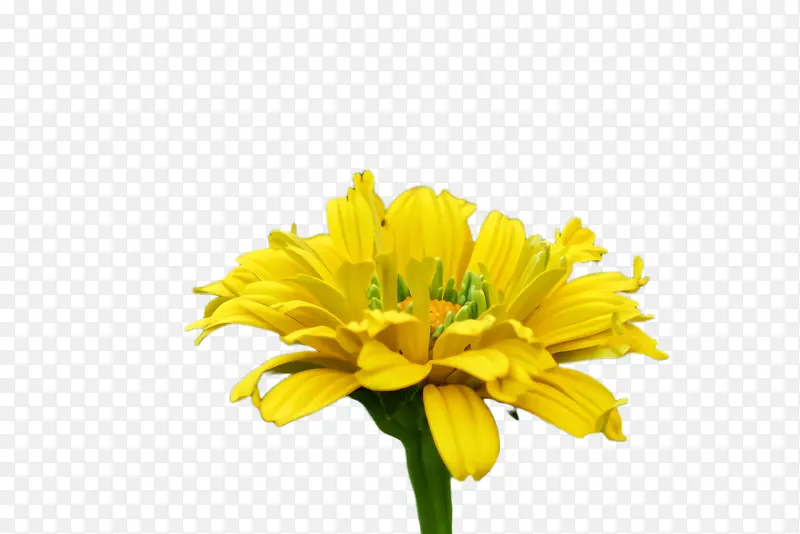 ���پ� ���� ֲ��Ⱥ-������