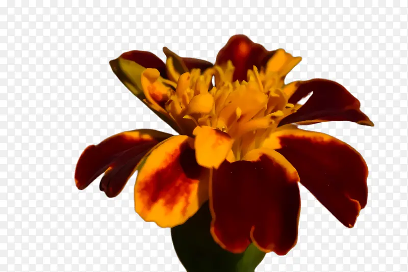 ���پ� ���� ��-������