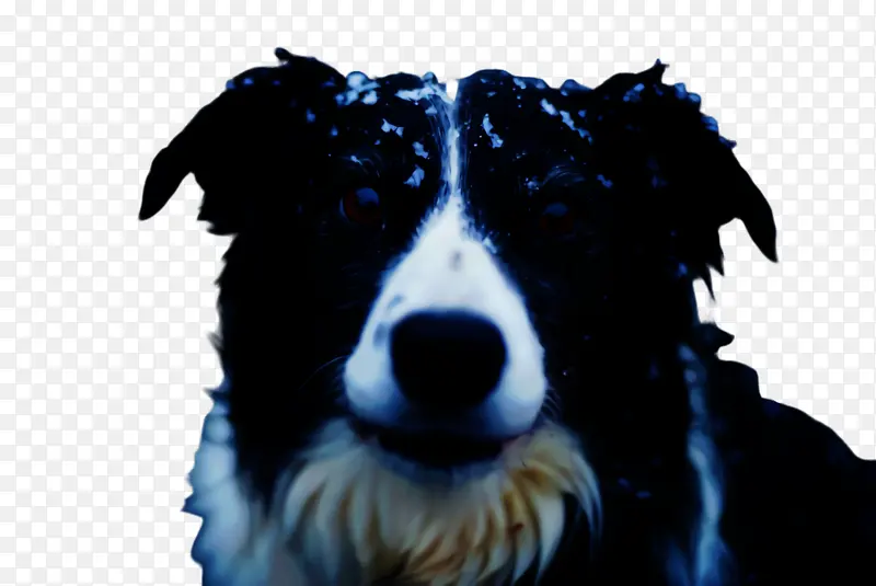 �ɰ��Ĺ� ���� ����-������