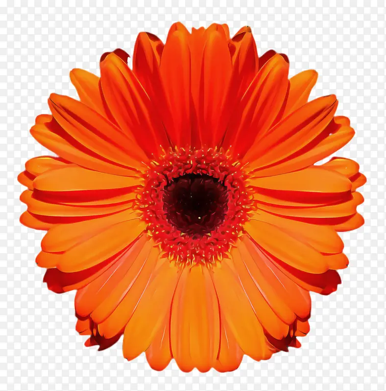 ���پ� ���� ����-������