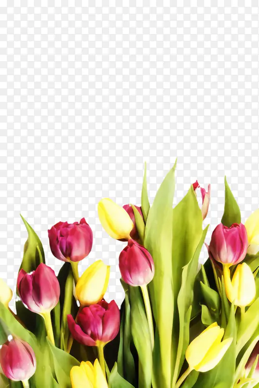 ������ ���� ֲ��-������