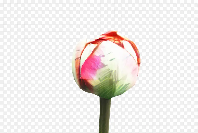 ������ ���� ֲ��-������