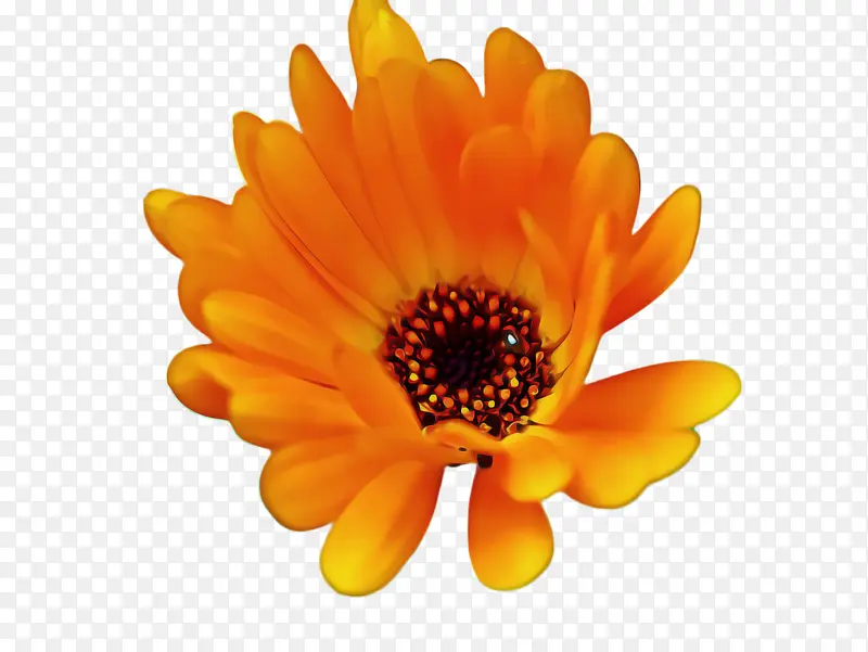 ���پ� ���� ����-������