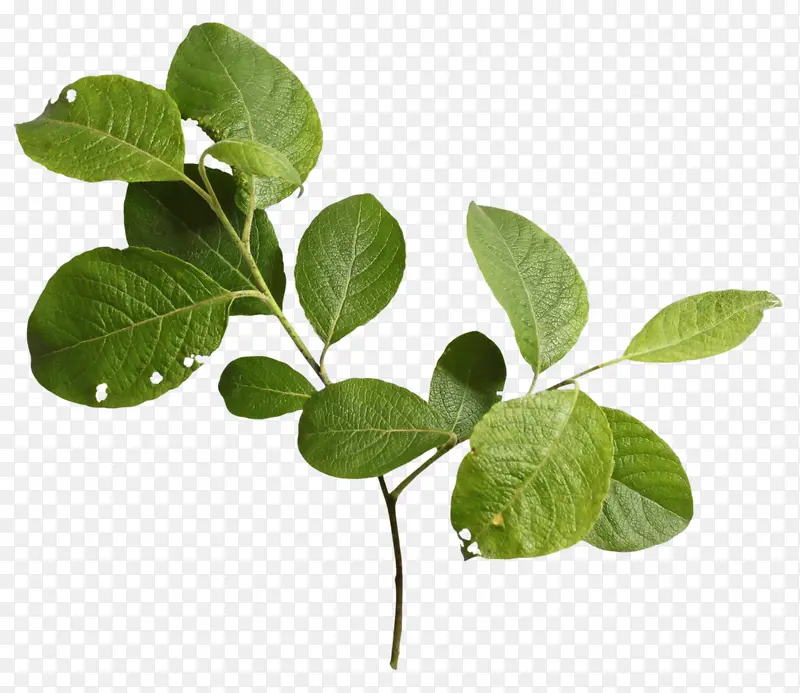 ��֦ Ҷ�� ֲ�ﾥ-������