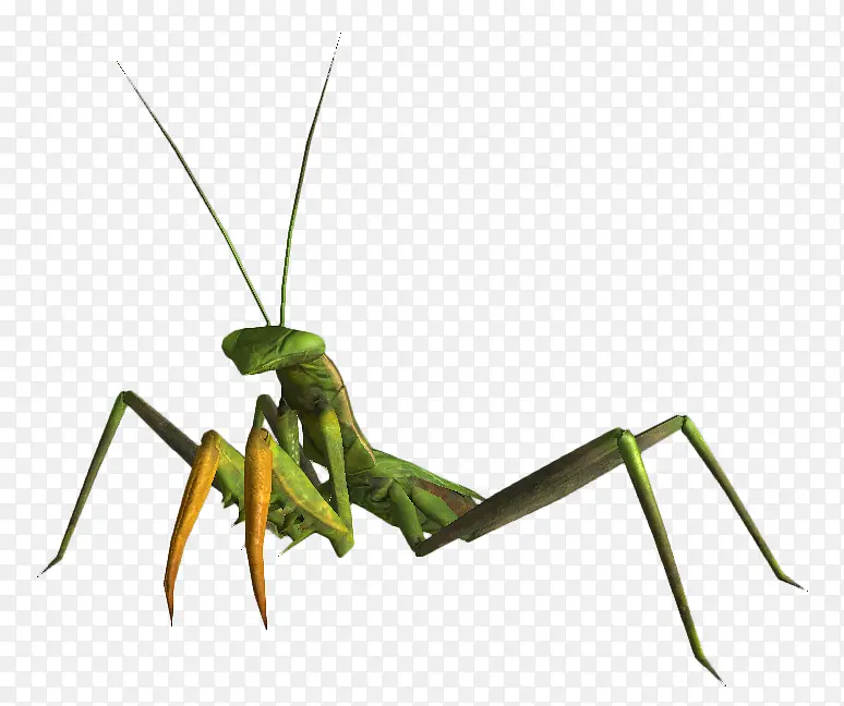 ��� ���� ����-������