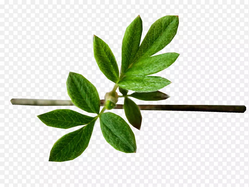 Ӣ�����һ滭��������-ŷ��-������