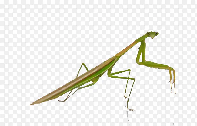 ��� �׳� ����-������