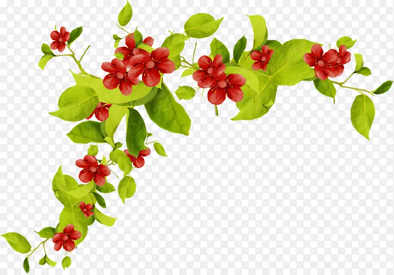 ��ͨ ��Ҷ �����ֽ-������