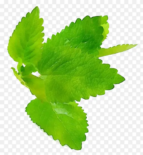 ˮ�ʻ� ���� ʪī-������