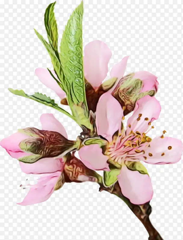 ˮ�ʻ� ���� ʪī-������