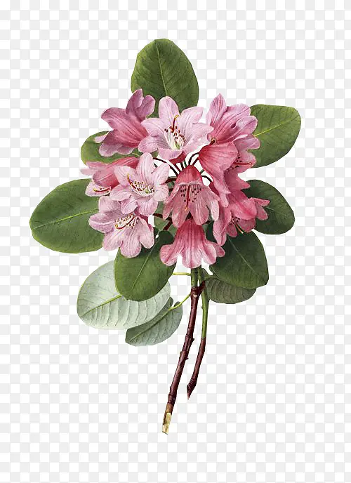 ֲ���ͼ ֲ��ѧ �滭-������