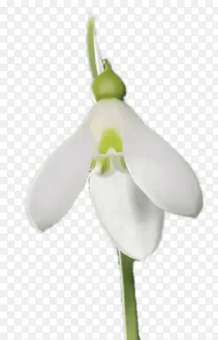 ѩ���� ��Ӱ ֲ��-������