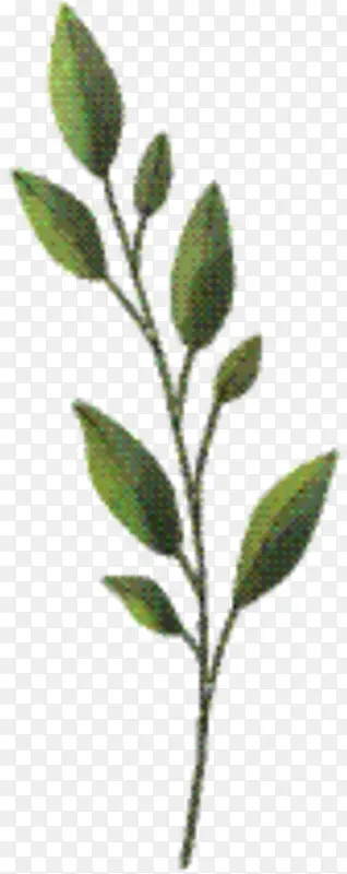 ��֦ ֲ�ﾥ Ҷ-������