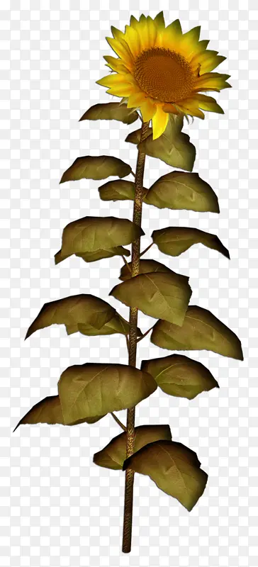 �������տ� ֲ�� ����-������