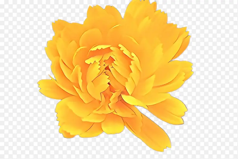 ��ͨ ĵ�� ��ɫ-������