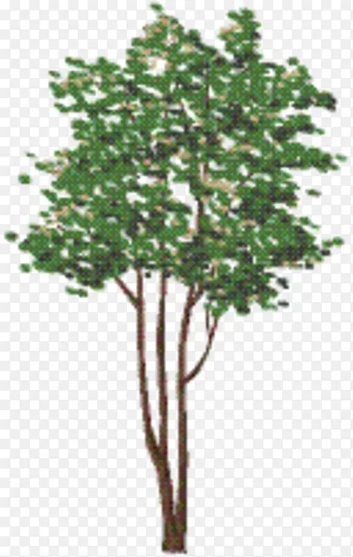 ��֦ ֲ�ﾥ ��ľ-������