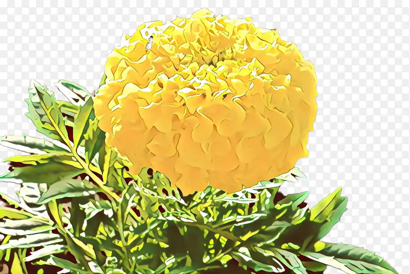 ��ͨ �л� ��ɫ-������