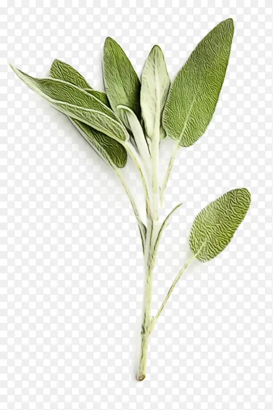 ˮ�ʻ� ���� ʪī-������